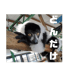 動物園の写真スタンプ図鑑（個別スタンプ：16）