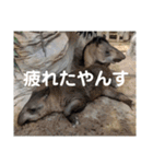 動物園の写真スタンプ図鑑（個別スタンプ：35）