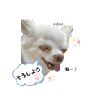 保護犬マロンのスタンプ2（個別スタンプ：1）