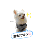 保護犬マロンのスタンプ2（個別スタンプ：2）