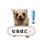 保護犬マロンのスタンプ2（個別スタンプ：3）