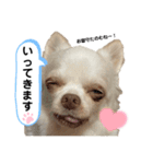 保護犬マロンのスタンプ2（個別スタンプ：4）
