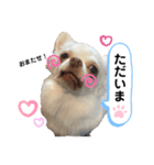 保護犬マロンのスタンプ2（個別スタンプ：5）