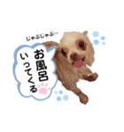 保護犬マロンのスタンプ2（個別スタンプ：6）