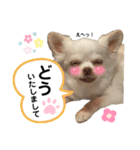 保護犬マロンのスタンプ2（個別スタンプ：7）