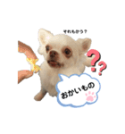 保護犬マロンのスタンプ2（個別スタンプ：8）