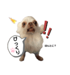 保護犬マロンのスタンプ2（個別スタンプ：9）