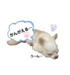 保護犬マロンのスタンプ2（個別スタンプ：10）
