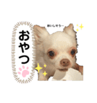 保護犬マロンのスタンプ2（個別スタンプ：11）