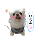 保護犬マロンのスタンプ2（個別スタンプ：12）