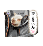 保護犬マロンのスタンプ2（個別スタンプ：13）