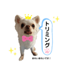 保護犬マロンのスタンプ2（個別スタンプ：14）