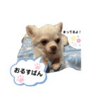 保護犬マロンのスタンプ2（個別スタンプ：15）