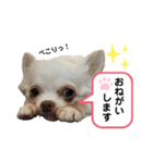 保護犬マロンのスタンプ2（個別スタンプ：16）