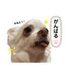 保護犬マロンのスタンプ2（個別スタンプ：17）