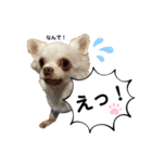 保護犬マロンのスタンプ2（個別スタンプ：18）
