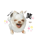 保護犬マロンのスタンプ2（個別スタンプ：19）