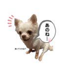 保護犬マロンのスタンプ2（個別スタンプ：20）