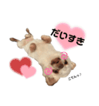 保護犬マロンのスタンプ2（個別スタンプ：22）