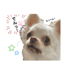 保護犬マロンのスタンプ2（個別スタンプ：24）