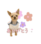 ヨークシャーテリアのキキのスタンプ（個別スタンプ：1）