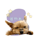 ヨークシャーテリアのキキのスタンプ（個別スタンプ：19）