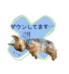 ヨークシャーテリアのキキのスタンプ（個別スタンプ：27）