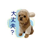 ヨークシャーテリアのキキのスタンプ（個別スタンプ：29）