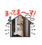 ぷうとくっきースタンプ（個別スタンプ：1）