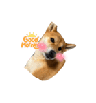 うちの柴犬マル（個別スタンプ：2）