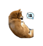 うちの柴犬マル（個別スタンプ：4）