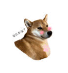 うちの柴犬マル（個別スタンプ：5）