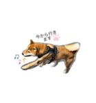 うちの柴犬マル（個別スタンプ：8）