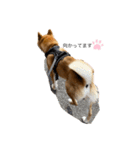 うちの柴犬マル（個別スタンプ：9）