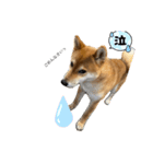 うちの柴犬マル（個別スタンプ：10）