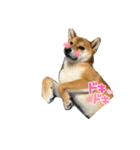 うちの柴犬マル（個別スタンプ：11）