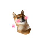 うちの柴犬マル（個別スタンプ：12）