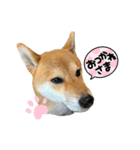 うちの柴犬マル（個別スタンプ：13）