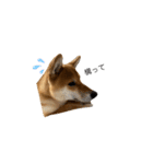 うちの柴犬マル（個別スタンプ：14）