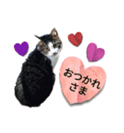 みーこ＆キャサリン（個別スタンプ：3）