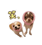 レオルイ スタンプ（個別スタンプ：11）