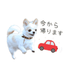レオルイ スタンプ（個別スタンプ：16）