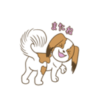 コーイケルホンディエ①♡Yusha Kennel（個別スタンプ：12）