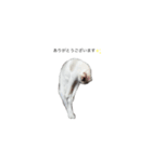 お兄ちゃんの可愛いねこたち（個別スタンプ：2）