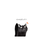 お兄ちゃんの可愛いねこたち（個別スタンプ：5）