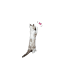 お兄ちゃんの可愛いねこたち（個別スタンプ：7）