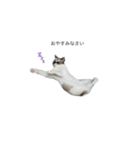 お兄ちゃんの可愛いねこたち（個別スタンプ：8）