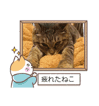 真顔ねこ〜ありがとう〜（個別スタンプ：4）