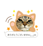 真顔ねこ〜ありがとう〜（個別スタンプ：8）