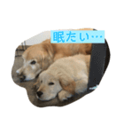 こはなとごろうのスタンプ（個別スタンプ：1）